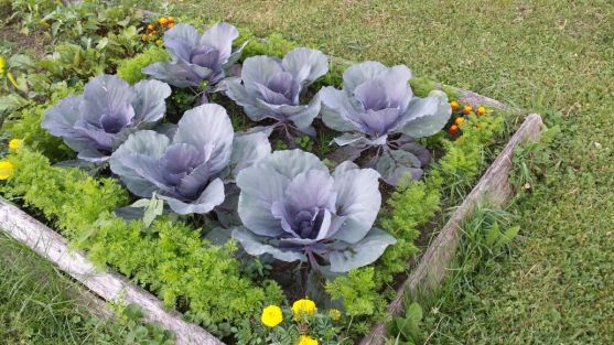 pretty cabbages