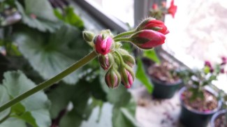 20150330_181821_resized