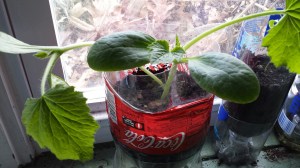 20150330_181846_resized