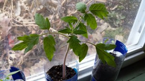 20150330_181902_resized