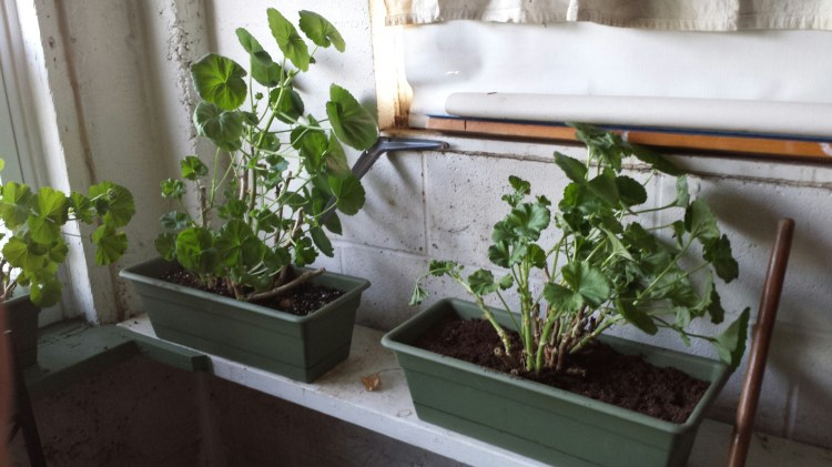 20160306_160847.jpg image