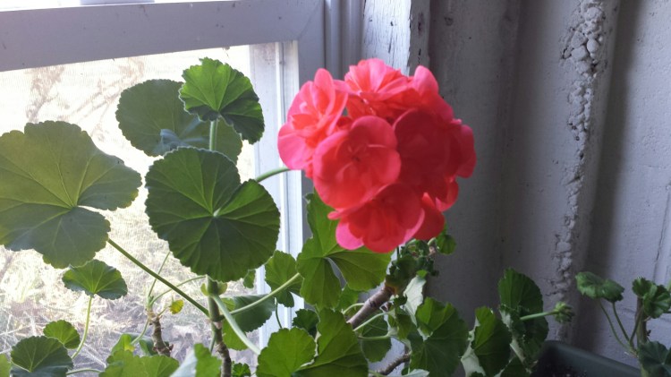 20160306_160900.jpg image