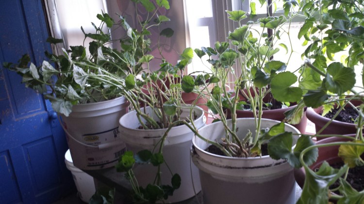 20160306_161101.jpg image